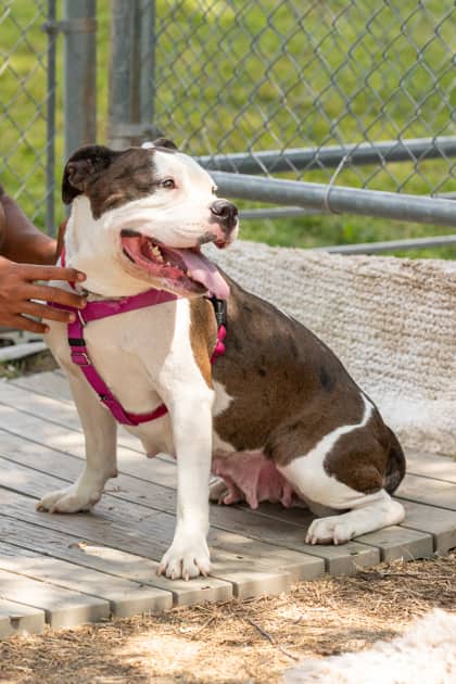 Rosie - Mixed Breed available for adoption at Niagara SPCA and Humane Society in Welland