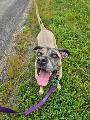 Macy - Cane Corso/Mix available for adoption at Niagara SPCA and Humane Society in Niagara Falls