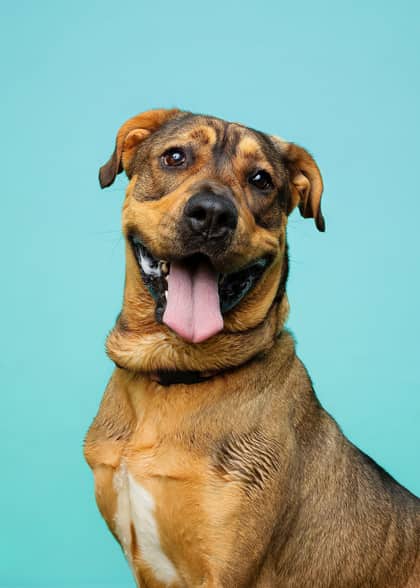 Lady - Mixed Breed available for adoption at Niagara SPCA and Humane Society in Welland