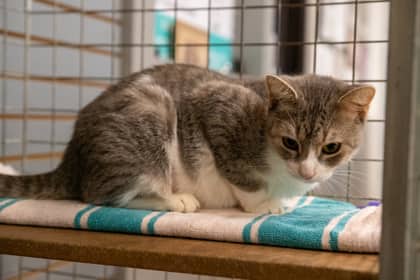 Marbles - Domestic Shorthair/Mix available for adoption
