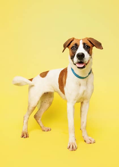 Suzy - Hound/Mix available for adoption at Niagara SPCA and Humane Society in Niagara Falls