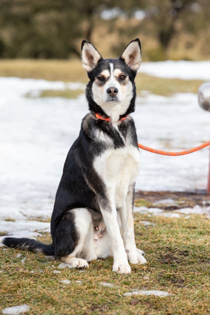 Pepper - Siberian Husky/Mix available for adoption at Niagara SPCA and Humane Society in Welland