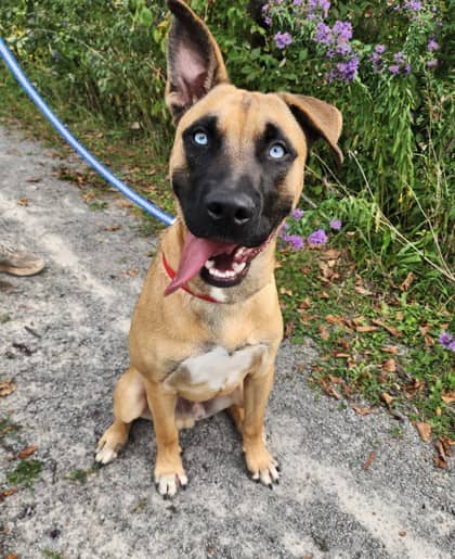Bing - Belgian Malinois/Mix available for adoption at Niagara SPCA and Humane Society in Niagara Falls