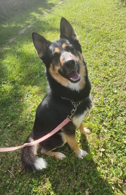 Wheeler - German Shepherd/Siberian Husky available for adoption at Niagara SPCA and Humane Society in Niagara Falls