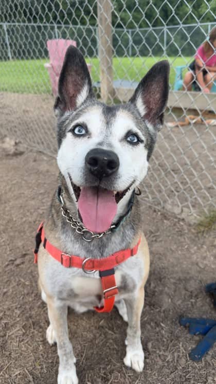 Siren - Siberian Husky/Mix available for adoption