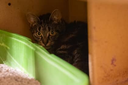 Samantha - Domestic Shorthair/Mix available for adoption
