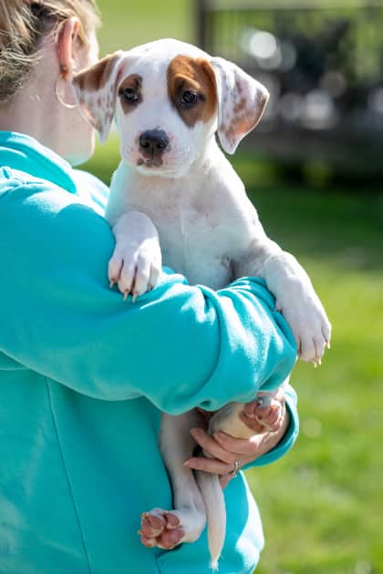 Butters - Saint Bernard/Mix available for adoption at Niagara SPCA and Humane Society in Welland