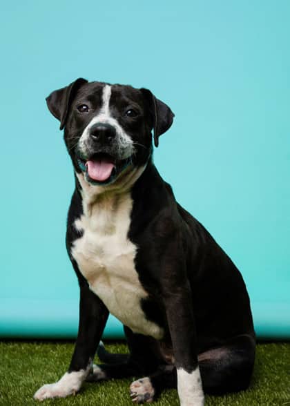 Ethel - Mixed Breed available for adoption