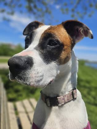 Lil' Girl - Mixed Breed available for adoption