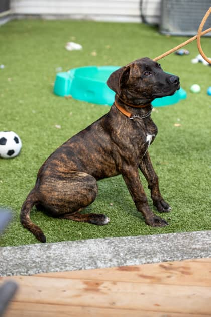 Brandon - Mastiff/Mix available for adoption at Niagara SPCA and Humane Society in Welland