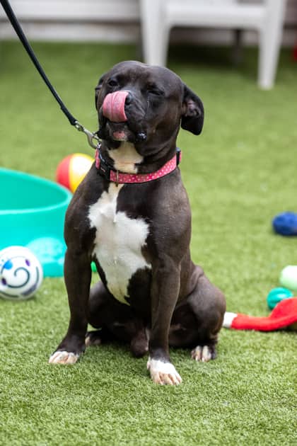 Knox - Bully American - Standard/Mix available for adoption
