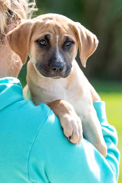 Peanut - Saint Bernard/Mix available for adoption