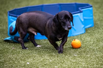 Lloyd - Dachshund, Standard Smooth Haired available for adoption