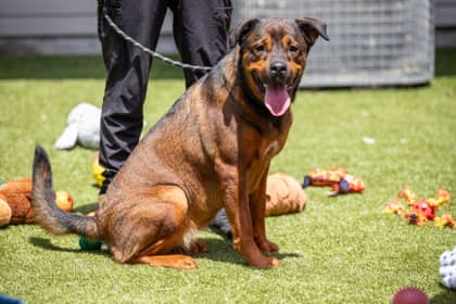 River - Mixed Breed available for adoption