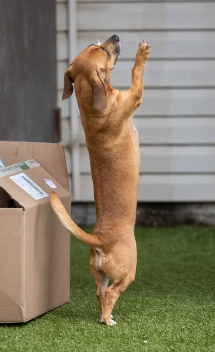 Mary - Dachshund, Standard Smooth Haired/Mix available for adoption at Niagara SPCA and Humane Society in Welland