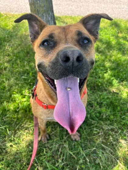 Argus - Shepherd/Mix available for adoption at Niagara SPCA and Humane Society in St. Catharines
