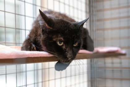 Henderson - Domestic Shorthair/Mix available for adoption