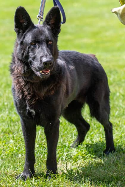 Diesel - German Shepherd/Mix available for adoption
