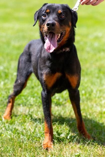 Sherlock - Rottweiler available for adoption at Niagara SPCA and Humane Society in Niagara Falls