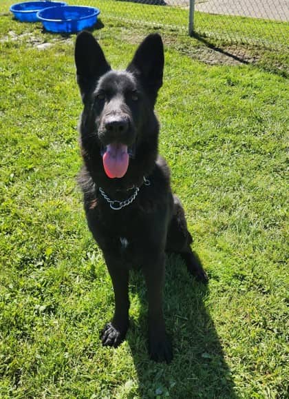 Diesel - German Shepherd/Mix available for adoption