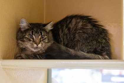 Emily - Domestic Shorthair/Mix cat available for adoption at Niagara SPCA and Humane Society in Niagara Falls