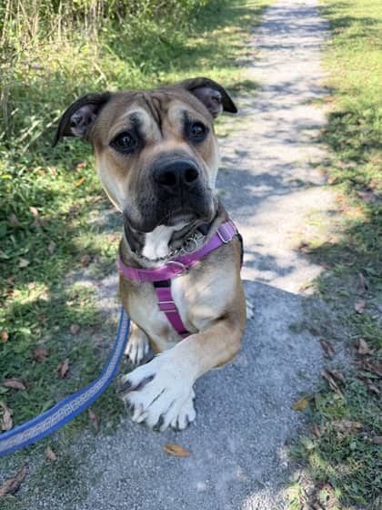 Fern - Bully American - Standard/Mix available for adoption