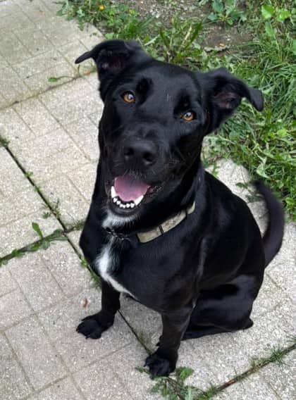 Guinness - Retriever, Labrador/Mix available for adoption