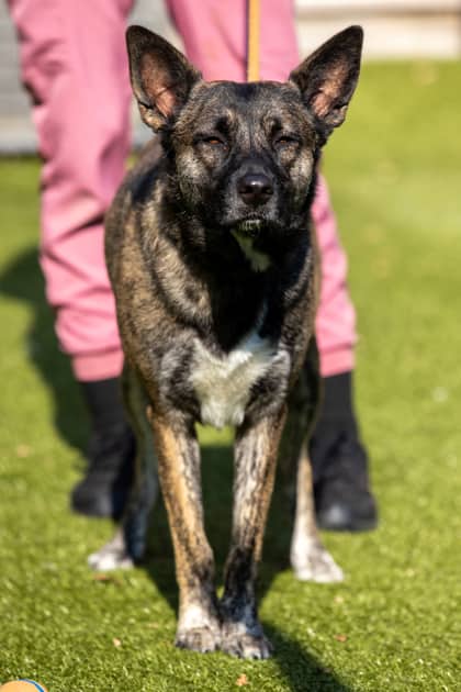 Brooke - German Shepherd/Mix available for adoption