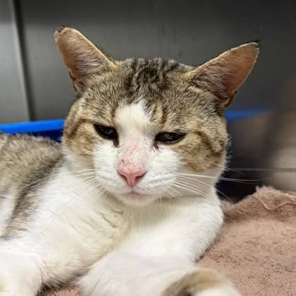 Art - Domestic Shorthair/Mix available for adoption