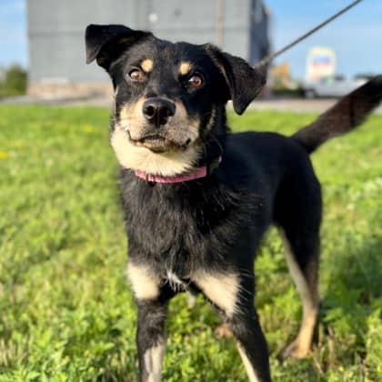 Subaru - Shepherd/Mix available for adoption at Kingston Humane Society in Kingston
