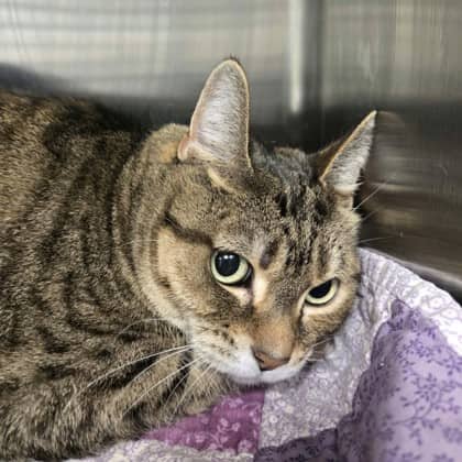 Callie - Domestic Shorthair/Mix cat available for adoption at Kingston Humane Society in Kingston