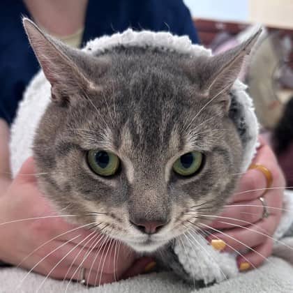 Buckwheat - Domestic Shorthair/Mix cat available for adoption at Kingston Humane Society in Kingston
