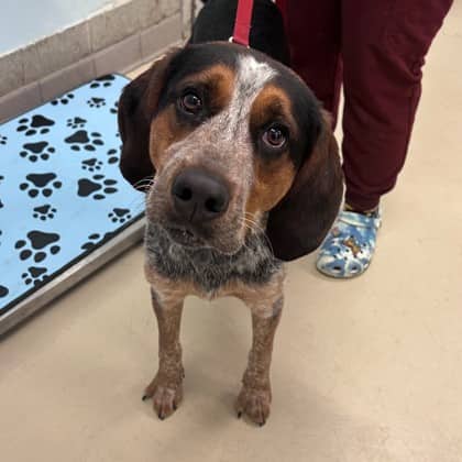 Morty - Hound/Mix available for adoption at Kingston Humane Society in Kingston