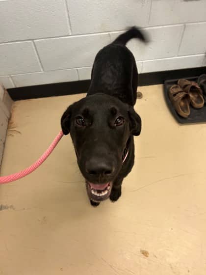 Woody - Retriever, Labrador/Mix available for adoption