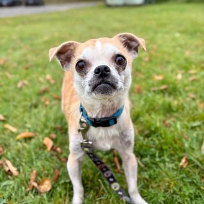 Jinx - Chihuahua, Short Coat/Mix available for adoption