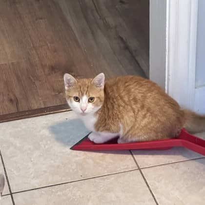 Leo - Domestic Shorthair/Mix available for adoption