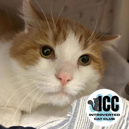 Tiny - Domestic Medium Hair/Mix available for adoption