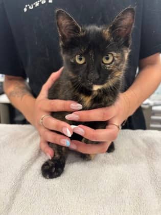 Venus - Domestic Shorthair/Mix available for adoption