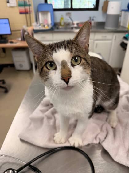 Barney - Domestic Shorthair/Mix cat available for adoption at Kingston Humane Society in Kingston