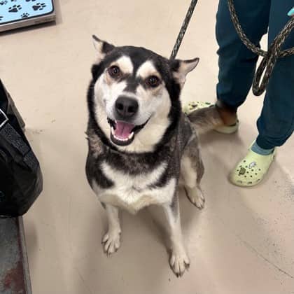 Aura - Siberian Husky/Mix available for adoption at Kingston Humane Society in Kingston