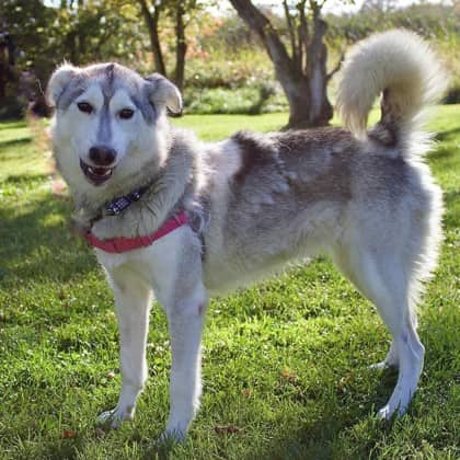 Bella - Alaskan Husky/Mix available for adoption at Kingston Humane Society in Kingston