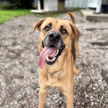 Mike "The Situation" - Shepherd/Mix available for adoption