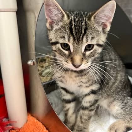 Oliver - Domestic Shorthair/Mix cat available for adoption at Kingston Humane Society in Kingston