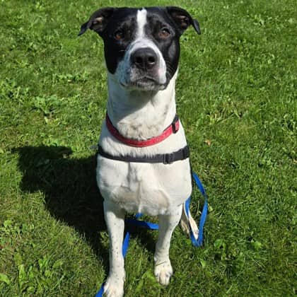 Cisco - Retriever/Mix available for adoption at Kingston Humane Society in Kingston