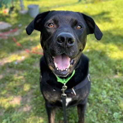 Max - Mixed Breed, Large (over 44 lbs fully grown)/Mix available for adoption