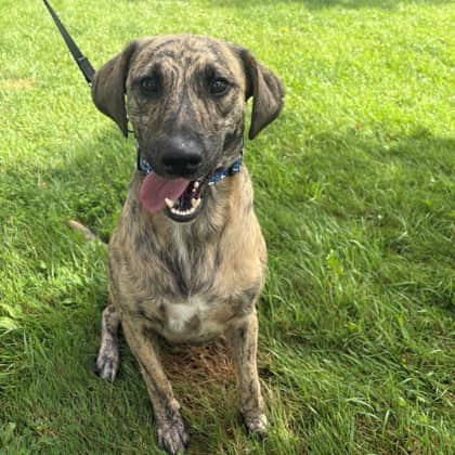 Tony - Hound/Mix available for adoption at Kingston Humane Society in Kingston
