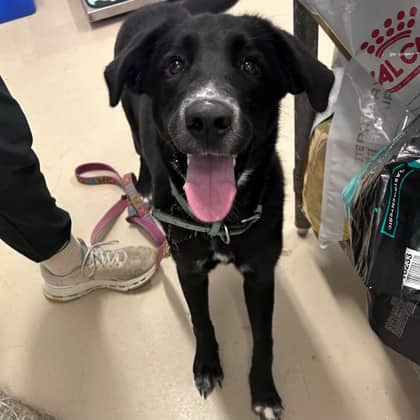 Tundra - Retriever, Labrador/Mix available for adoption at Kingston Humane Society in Kingston