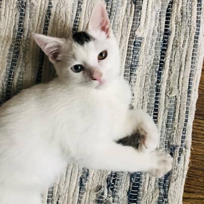 Remi - Domestic Shorthair/Mix cat available for adoption in Calgary