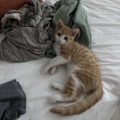Leo - Domestic Shorthair/Mix cat available for adoption in Ontario