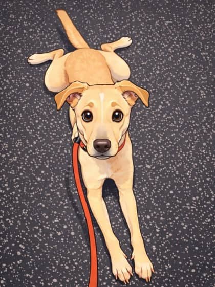 Ruthie - Retriever, Labrador/Mix available for adoption at Kingston Humane Society in Kingston
